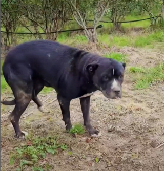 Illustration de l'article : Cette femme sauve la vie d'un chien blessé abandonné sur le bord de l'autoroute et décide de l'adopter