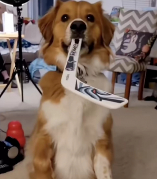 Illustration de l'article : Vidéo : passionné de hockey, ce chien est fou de joie lorsqu'il marque un but