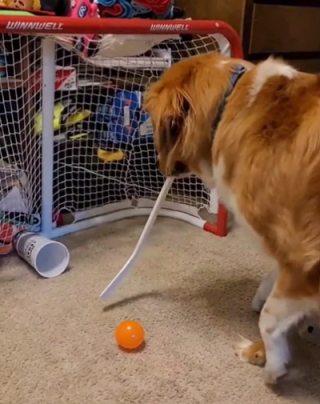 Illustration de l'article : Vidéo : passionné de hockey, ce chien est fou de joie lorsqu'il marque un but