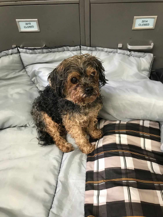 Illustration de l'article : Pepper, un Yorkshire Terrier perdu, est retrouvé 7 ans plus tard à 1600 km de chez lui