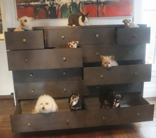 Illustration de l'article : Anéanti par la mort de son chien, ce maître décide de recueillir les vieux chiens des refuges pour leur offrir une belle fin de vie