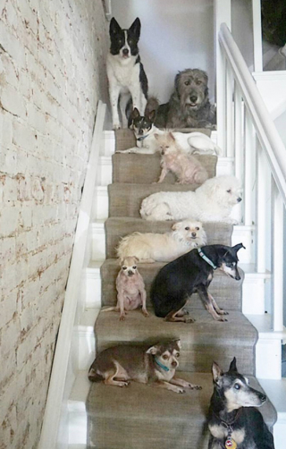 Illustration de l'article : Anéanti par la mort de son chien, ce maître décide de recueillir les vieux chiens des refuges pour leur offrir une belle fin de vie