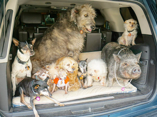 Illustration de l'article : Anéanti par la mort de son chien, ce maître décide de recueillir les vieux chiens des refuges pour leur offrir une belle fin de vie