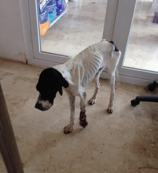 Illustration de l'article : Un ancien militaire, amputé d’une jambe, fait une rencontre pleine d'émotion avec une chienne à 3 pattes dont personne ne voulait