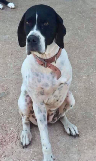 Illustration de l'article : Un ancien militaire, amputé d’une jambe, fait une rencontre pleine d'émotion avec une chienne à 3 pattes dont personne ne voulait