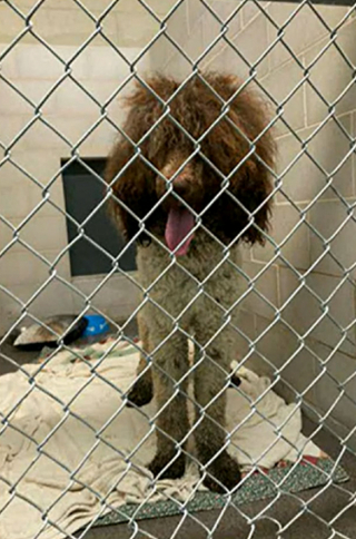 Illustration de l'article : Un chien égaré pendant un mois suscite des recherches intensives et profite d'une grande solidarité sur les réseaux sociaux