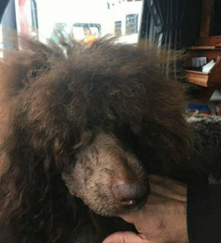 Illustration de l'article : Un chien égaré pendant un mois suscite des recherches intensives et profite d'une grande solidarité sur les réseaux sociaux