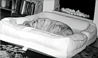 Illustration de l'article : Une vidéo de surveillance virale montre un chien ingénieux construisant son propre lit double dans le salon de ses maîtres