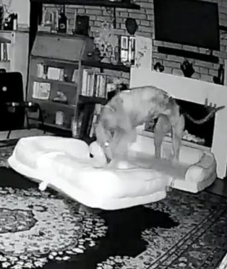 Illustration de l'article : Une vidéo de surveillance virale montre un chien ingénieux construisant son propre lit double dans le salon de ses maîtres