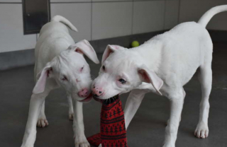 Illustration de l'article : Ce chien ne quitte jamais sa sœur aveugle et sourde pour la guider au quotidien