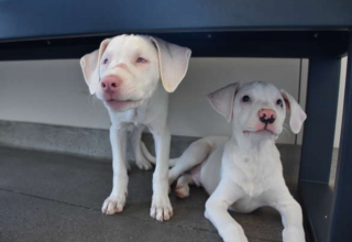 Illustration de l'article : Ce chien ne quitte jamais sa sœur aveugle et sourde pour la guider au quotidien