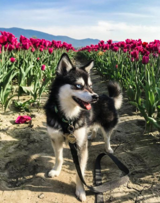 Illustration de l'article : 20 photos d'Alaskan Klee Kai, ce "mini Husky" aux qualités maxi