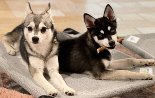 Illustration de l'article : 20 photos d'Alaskan Klee Kai, ce "mini Husky" aux qualités maxi