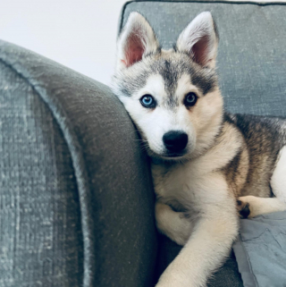 Illustration de l'article : 20 photos d'Alaskan Klee Kai, ce "mini Husky" aux qualités maxi
