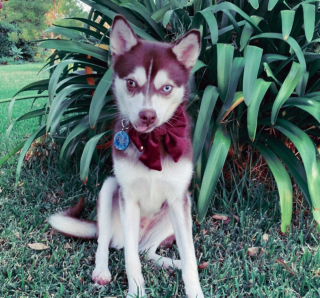 Illustration de l'article : 20 photos d'Alaskan Klee Kai, ce "mini Husky" aux qualités maxi