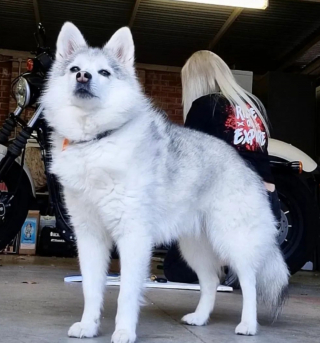 Illustration de l'article : 20 photos d'Alaskan Klee Kai, ce "mini Husky" aux qualités maxi