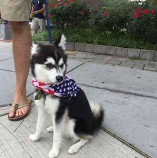 Illustration de l'article : 20 photos d'Alaskan Klee Kai, ce "mini Husky" aux qualités maxi