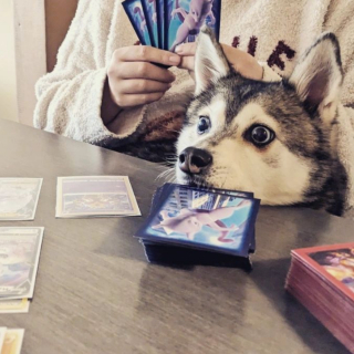 Illustration de l'article : 20 photos d'Alaskan Klee Kai, ce "mini Husky" aux qualités maxi