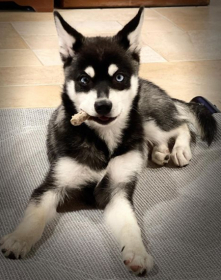 Illustration de l'article : 20 photos d'Alaskan Klee Kai, ce "mini Husky" aux qualités maxi