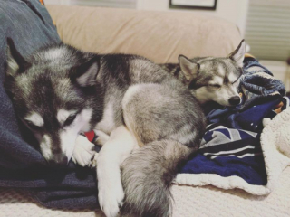 Illustration de l'article : 20 photos d'Alaskan Klee Kai, ce "mini Husky" aux qualités maxi
