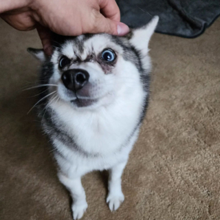 Illustration de l'article : 20 photos d'Alaskan Klee Kai, ce "mini Husky" aux qualités maxi