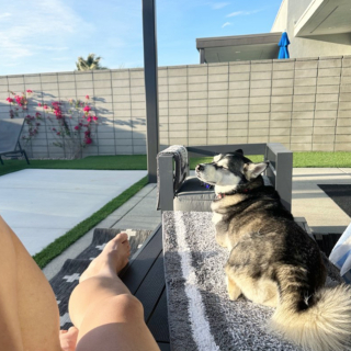 Illustration de l'article : 20 photos d'Alaskan Klee Kai, ce "mini Husky" aux qualités maxi