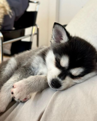 Illustration de l'article : 20 photos d'Alaskan Klee Kai, ce "mini Husky" aux qualités maxi