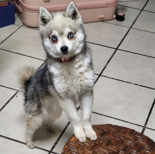 Illustration de l'article : 20 photos d'Alaskan Klee Kai, ce "mini Husky" aux qualités maxi