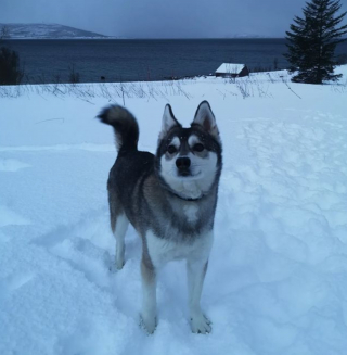 Illustration de l'article : 20 photos d'Alaskan Klee Kai, ce "mini Husky" aux qualités maxi