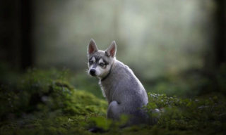 Illustration de l'article : 20 photos d'Alaskan Klee Kai, ce "mini Husky" aux qualités maxi