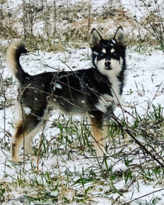 Illustration de l'article : 20 photos d'Alaskan Klee Kai, ce "mini Husky" aux qualités maxi