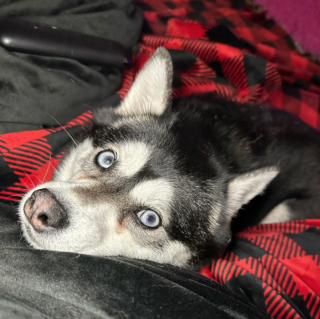 Illustration de l'article : 20 photos d'Alaskan Klee Kai, ce "mini Husky" aux qualités maxi