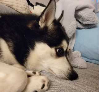 Illustration de l'article : 20 photos d'Alaskan Klee Kai, ce "mini Husky" aux qualités maxi