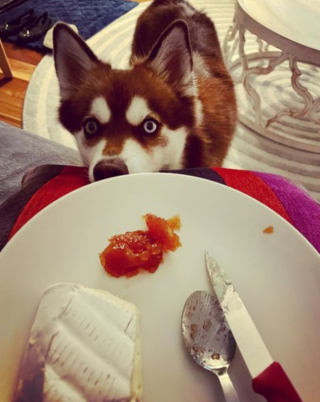 Illustration de l'article : 20 photos d'Alaskan Klee Kai, ce "mini Husky" aux qualités maxi