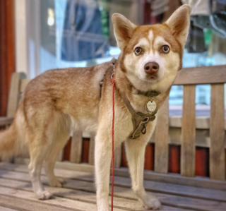 Illustration de l'article : 20 photos d'Alaskan Klee Kai, ce "mini Husky" aux qualités maxi