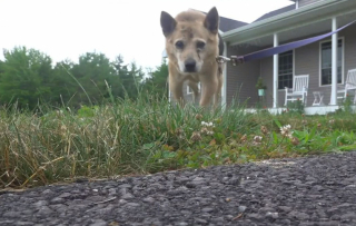 Illustration de l'article : Une chienne âgée, sourde et aveugle, secourue par les pompiers après une escapade en solitaire
