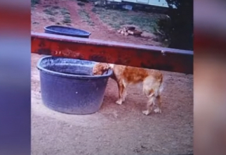 Illustration de l'article : Farah, la chienne disparue pendant 3 mois, enfin retrouvée grâce à l'intervention d'un drone