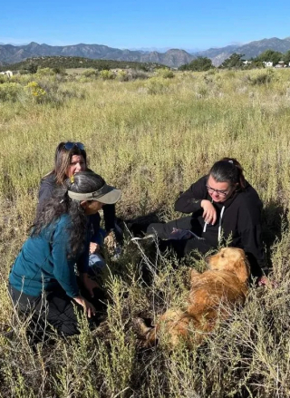 Illustration de l'article : Farah, la chienne disparue pendant 3 mois, enfin retrouvée grâce à l'intervention d'un drone