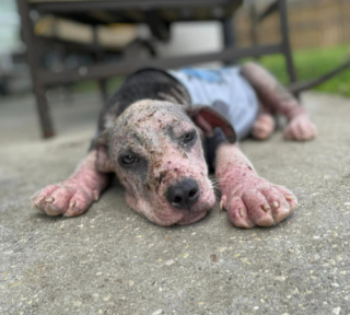 Illustration de l'article : La transformation de Dobby, un chiot atteint de gale démodécique, après avoir été secouru sur le bord d'une route