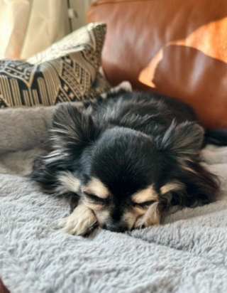 Illustration de l'article : 20 photos de Chihuahuas confirmant le dicton selon lequel "tout ce qui est petit est mignon"