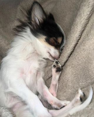 Illustration de l'article : 20 photos de Chihuahuas confirmant le dicton selon lequel "tout ce qui est petit est mignon"