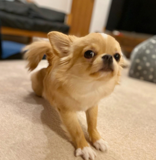 Illustration de l'article : 20 photos de Chihuahuas confirmant le dicton selon lequel "tout ce qui est petit est mignon"