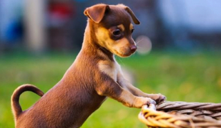 Illustration de l'article : 20 photos de Chihuahuas confirmant le dicton selon lequel "tout ce qui est petit est mignon"