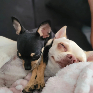 Illustration de l'article : 20 photos de Chihuahuas confirmant le dicton selon lequel "tout ce qui est petit est mignon"