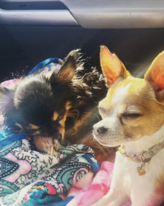 Illustration de l'article : 20 photos de Chihuahuas confirmant le dicton selon lequel "tout ce qui est petit est mignon"
