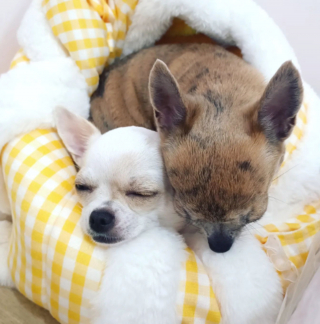 Illustration de l'article : 20 photos de Chihuahuas confirmant le dicton selon lequel "tout ce qui est petit est mignon"