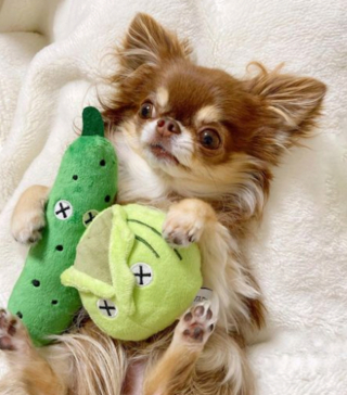 Illustration de l'article : 20 photos de Chihuahuas confirmant le dicton selon lequel "tout ce qui est petit est mignon"