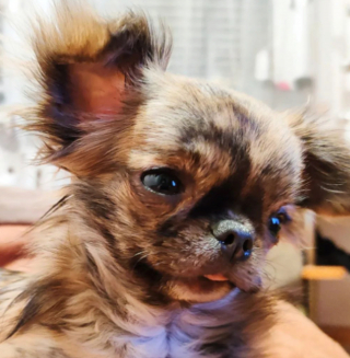 Illustration de l'article : 20 photos de Chihuahuas confirmant le dicton selon lequel "tout ce qui est petit est mignon"