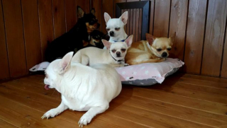 Illustration de l'article : 20 photos de Chihuahuas confirmant le dicton selon lequel "tout ce qui est petit est mignon"