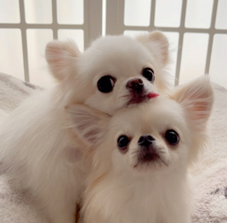 Illustration de l'article : 20 photos de Chihuahuas confirmant le dicton selon lequel "tout ce qui est petit est mignon"